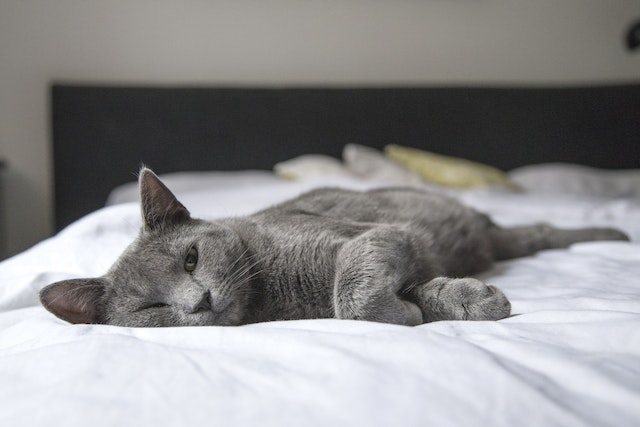 Grey cat sleeping on a white bed