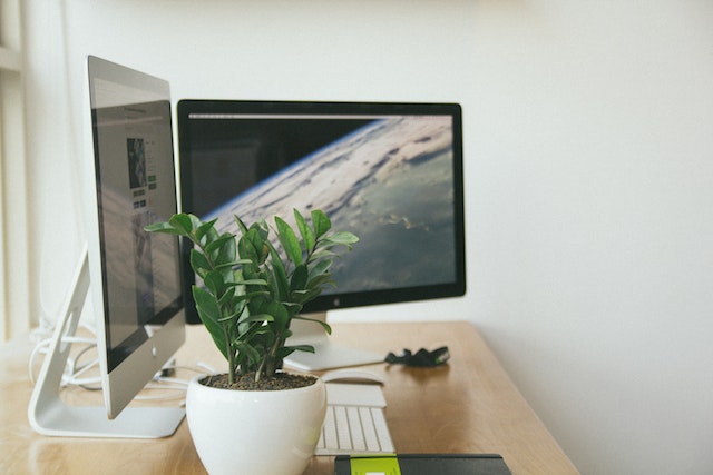 clean wooden desk with plant and two monitors